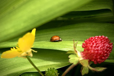 Ladybug Commute, photo by Julianna Struck