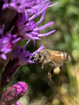 May Bee, photo by Julianna Struck