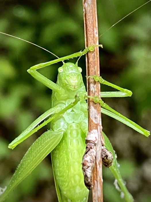 Struck_Katydid