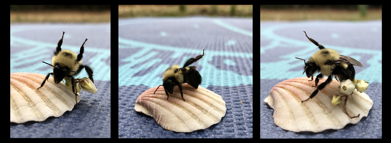 Julianna Struck_Yoga Bee